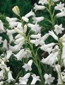 Whitebells - Scilla Campanulata